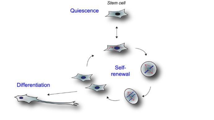 Stem Cell How Does it Work Diagrama
