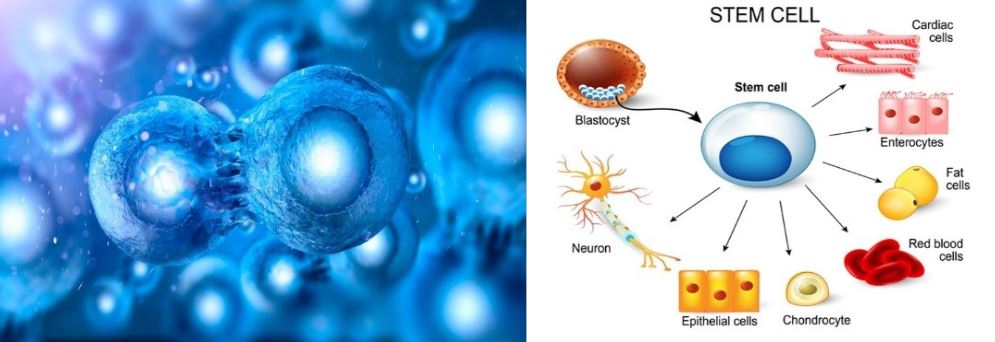 What is Stem Cells?